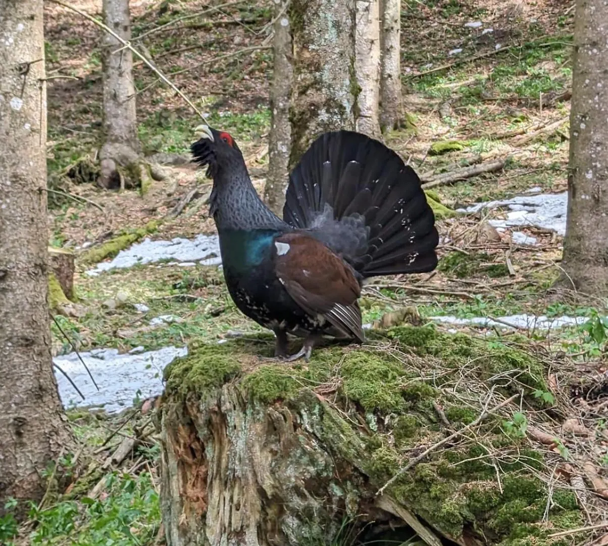 Ferienwohnung Goasnstoi - Mit Hottub Und Bergblick Im Inntal Flintsbach Vakantiehuis